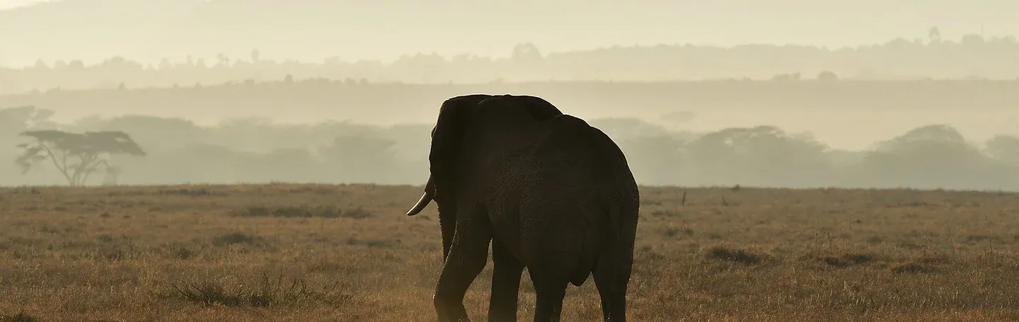 Africa Spirit About Us Elephant