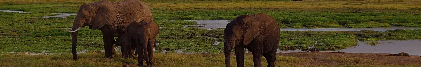 Africa Spirit Tanzania Safari Ngorongoro Elephants 