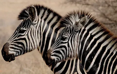 Africa Spirit Destinations Tanzania Safari Zebras 