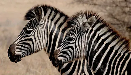 Africa_Spirit_Destinations_ST-min.jpg