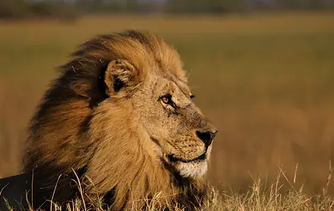 Africa Spirit Destinations Tanzania Safari Lion 