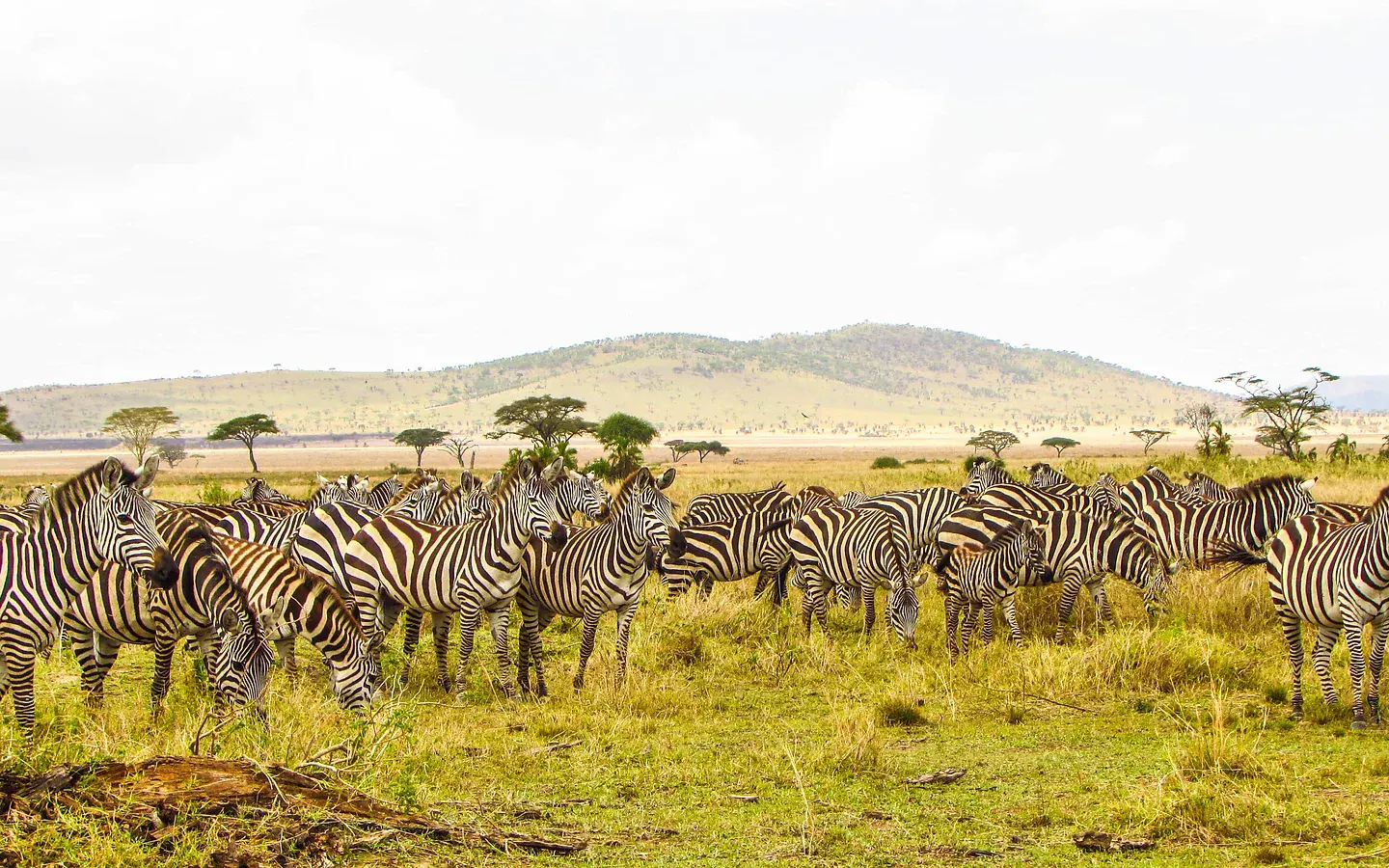 Africa Spirit Tour Operator Destinations Tanzania Safari Landscape Savannah Wild West