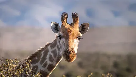 Africa_Spirit_Destinations_Saadani-min.jpg