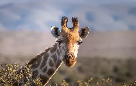 Africa Spirit Destinations Tanzania Safari Giraffe