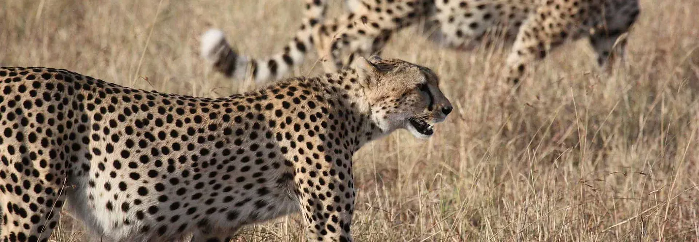 Africa Spirit About Us Savannah Ghepard
