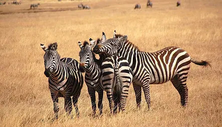 Africa Spirit Destinations Tanzania Zebras