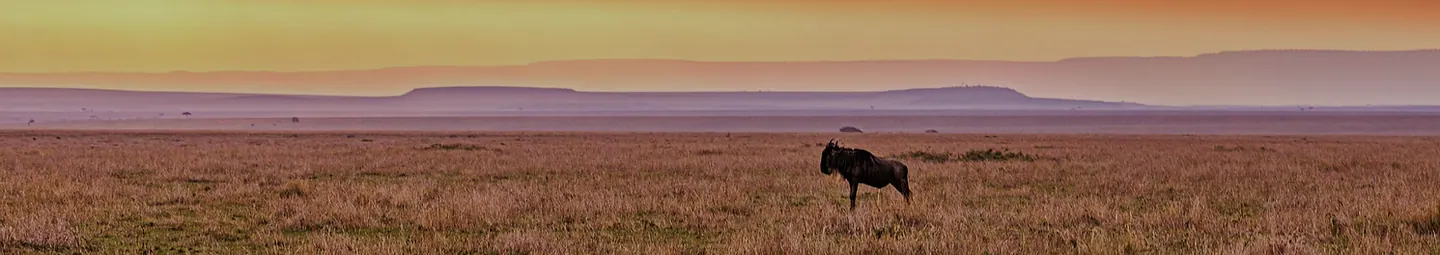 Africa Spirit Tour Operator Destinations Kenya Savannah Gnu Landscape