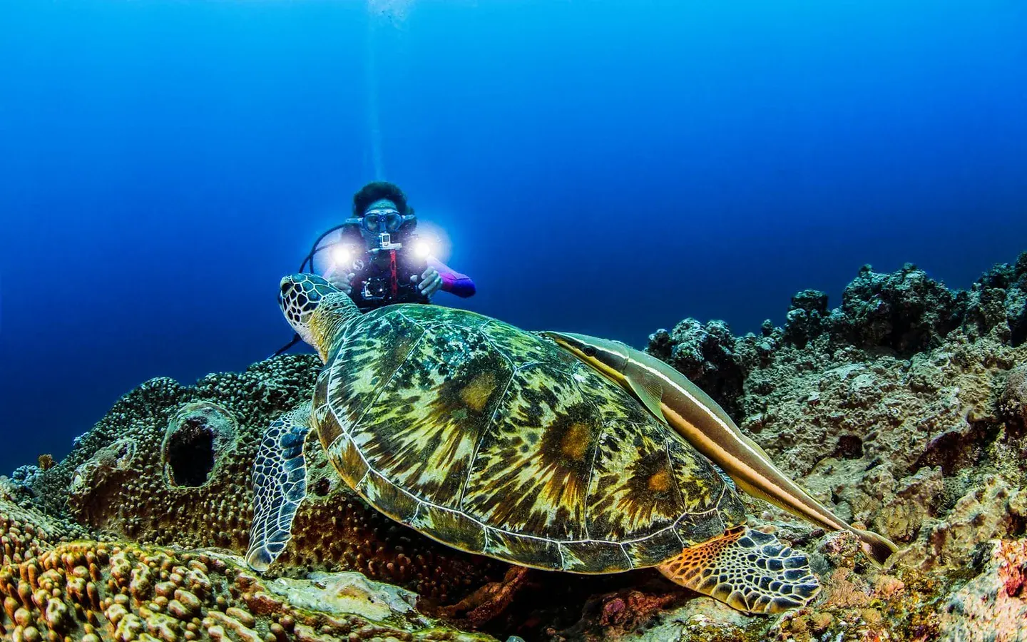 Turtles-1600x1067-min.jpg