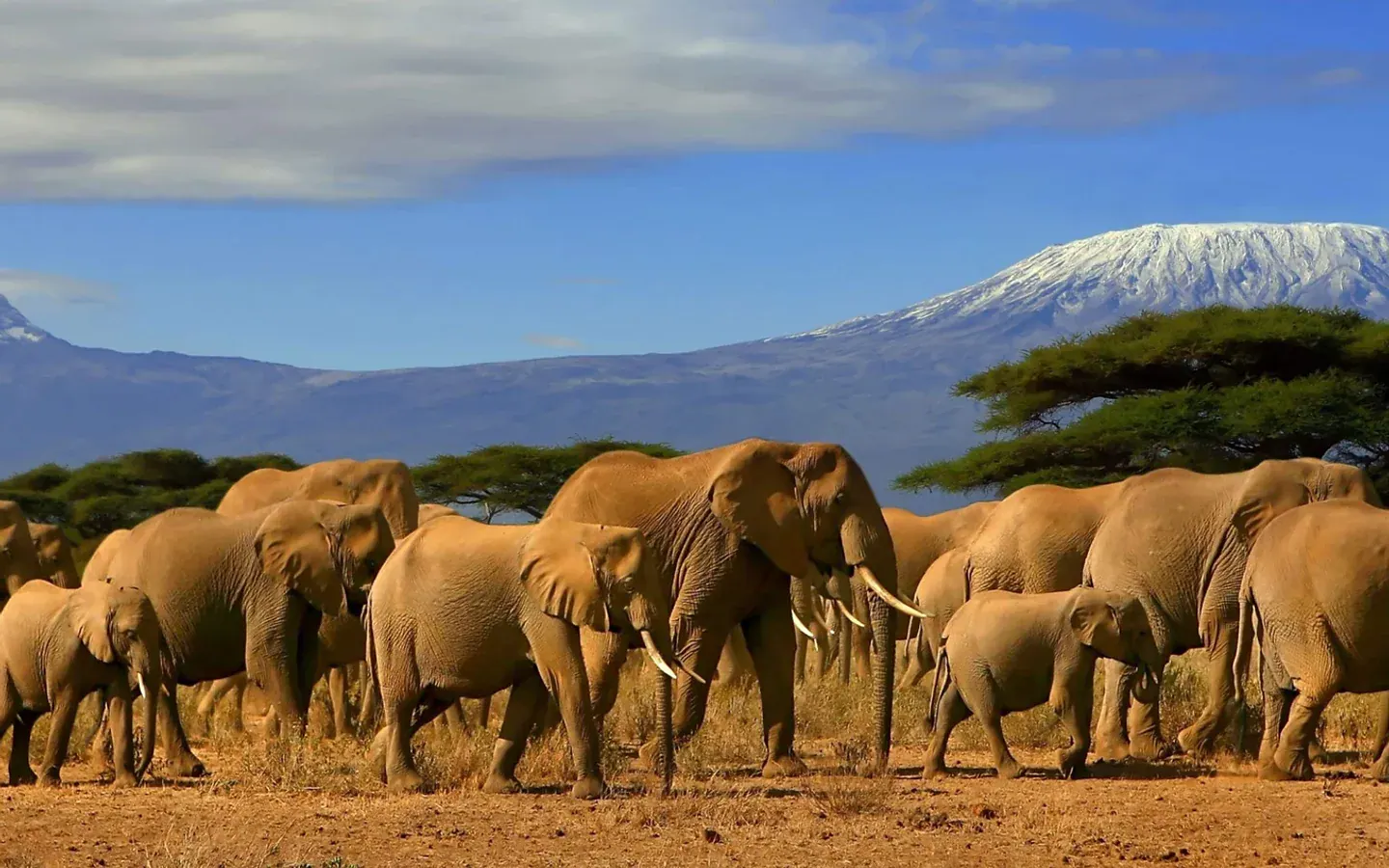 Africa Spirit Tour Operator Destinations Kenya Kilimanjaro Elephants