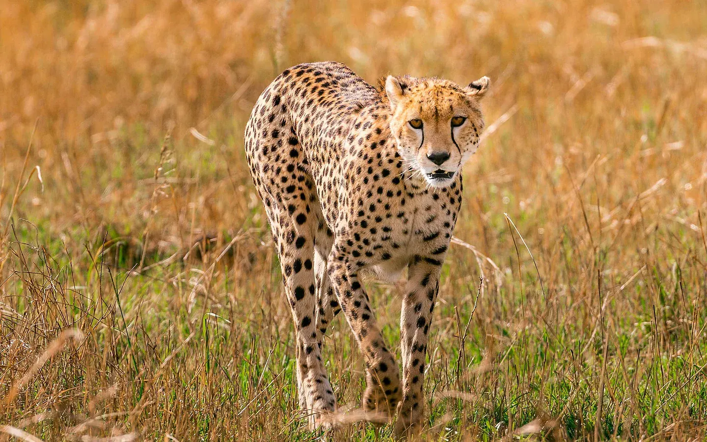 Africa Spirit Tour Operator Destinations Kenya Ghepard Nature Masai Mara Great Rift Valley