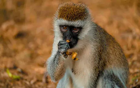 Africa Spirit Destinations Tanzania Safari Monkey Chimpanzè