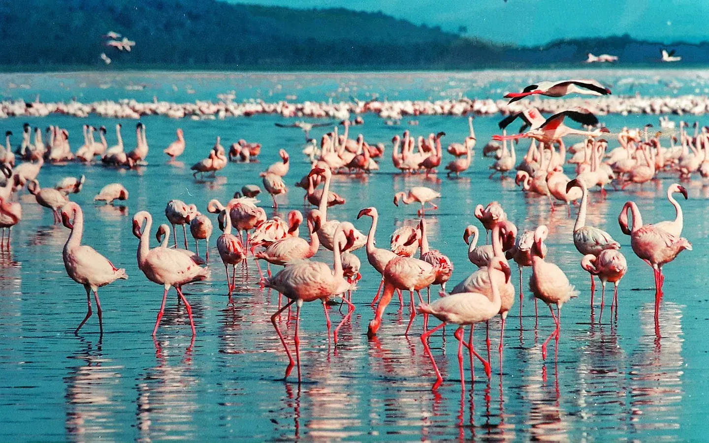 Africa Spirit Tour Operator Destinations Kenya Flamingos