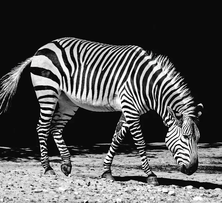 Africa Spirit Tour Operator DMC Safari Tanzania Zanzibar Kenya Zebra Animals