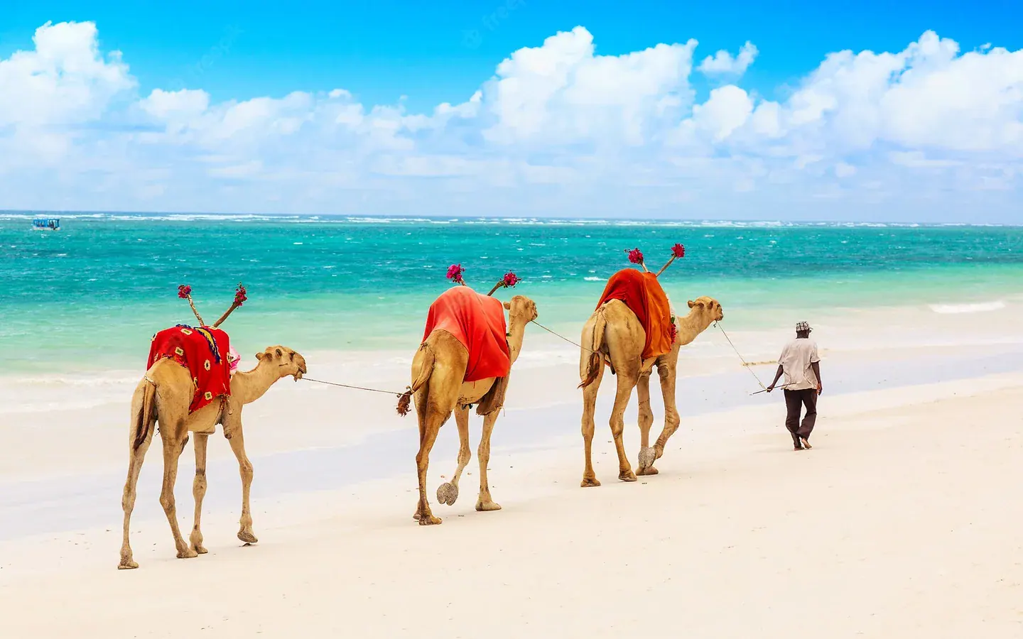 Africa Spirit Tour Operator Destinations Kenya Malindi Coast Camels Sandy Beach Indian Ocean