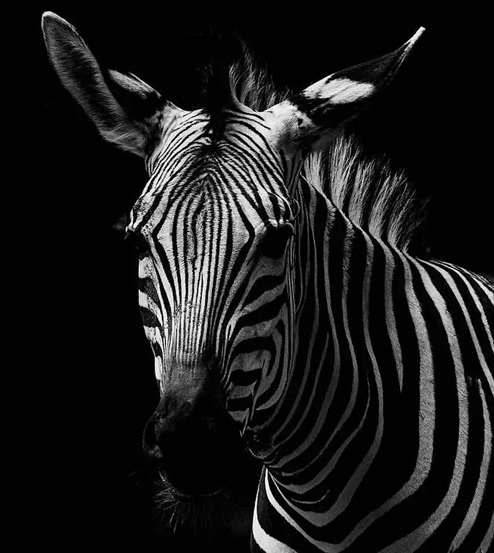Africa Spirit Contact Us Zebra