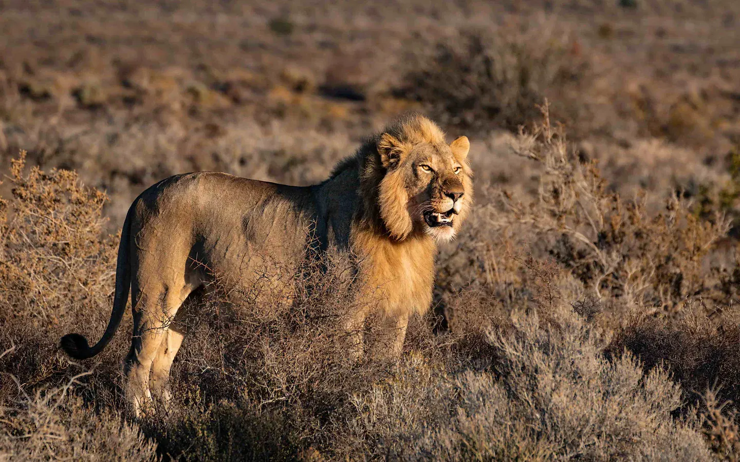Africa_Spirit_Lion_Safari-elena-blessing-2674052-min.jpg