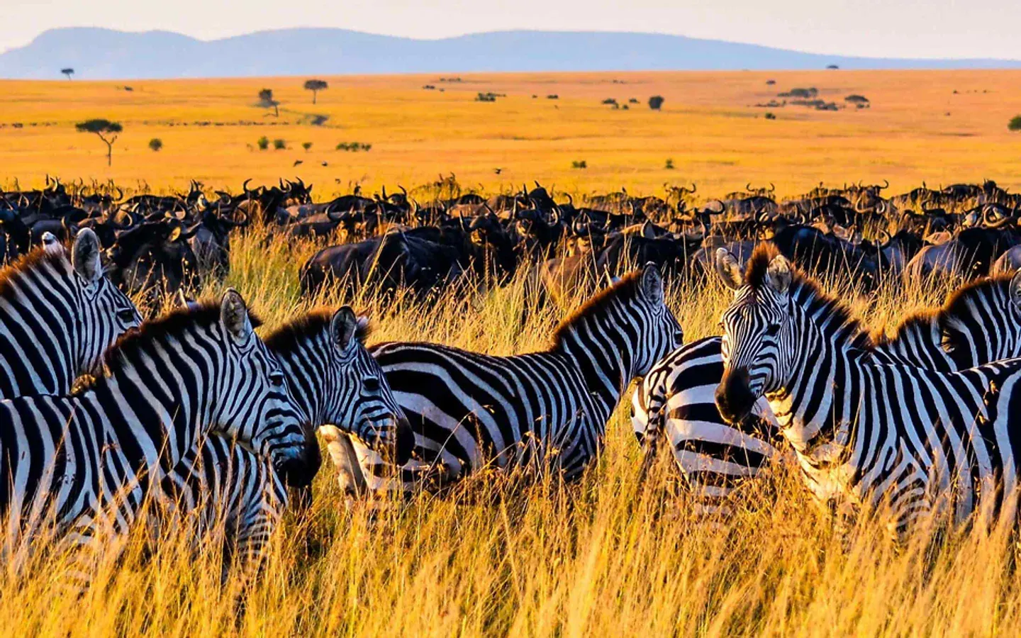 zebra-tanzania-africa-spirit-min.jpg