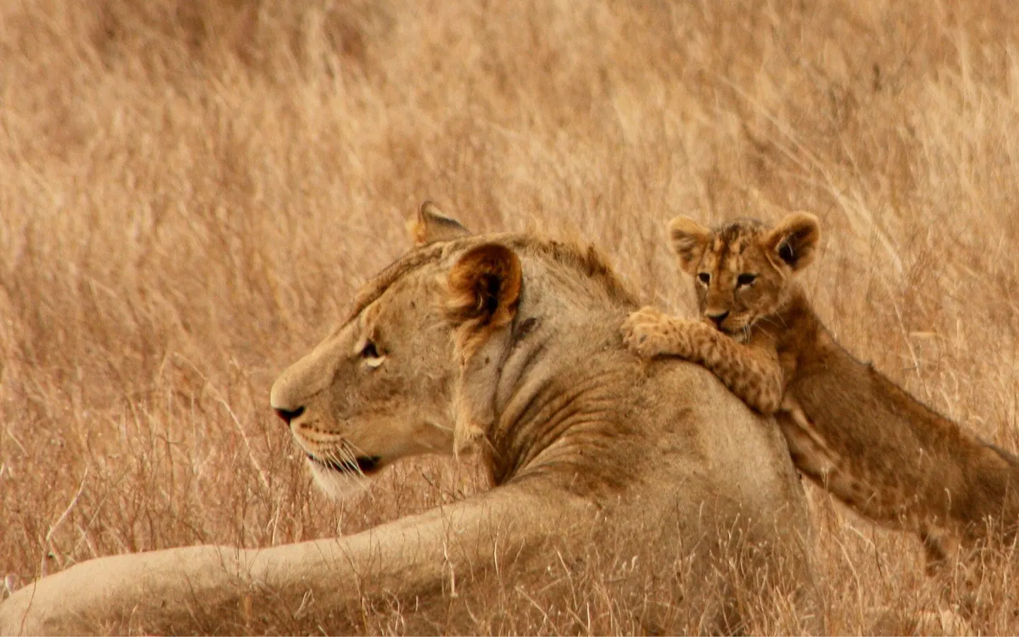 Africa Spirit Tour Operator Destinations Kenya Lions National Park