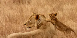 Africa_Spirit_Kenya_2_edited.png